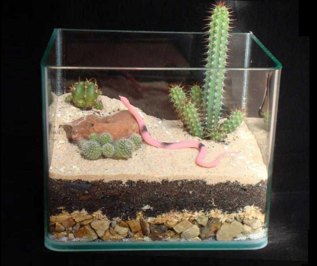 Tank pink snake 