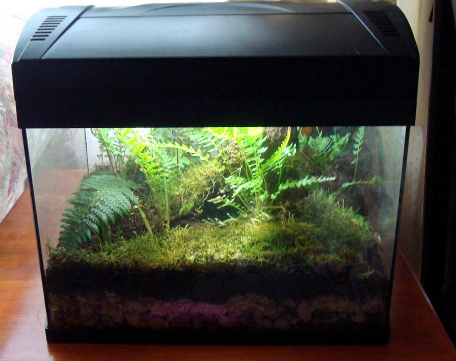 Tank  Moss  & pre 'shrooms 